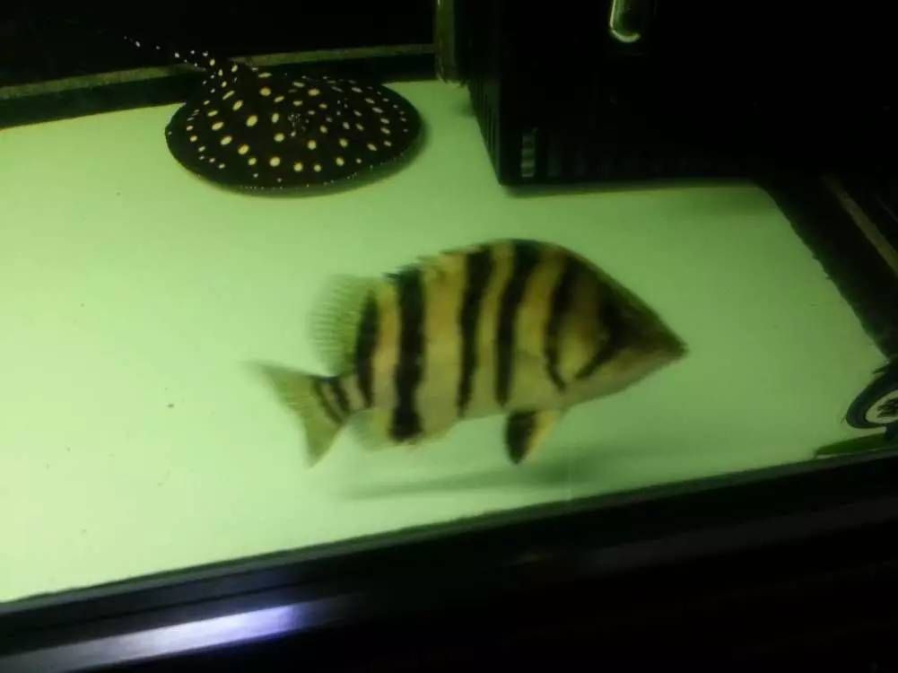 虎魚多久能長大成型：虎魚的生長周期是多久？
