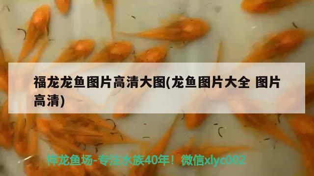 泗水紅龍魚在哪可以買到啊(泗水龍魚價格)