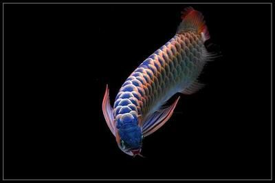 北海可麗愛魚缸專賣店，打造您的水族藝術殿堂