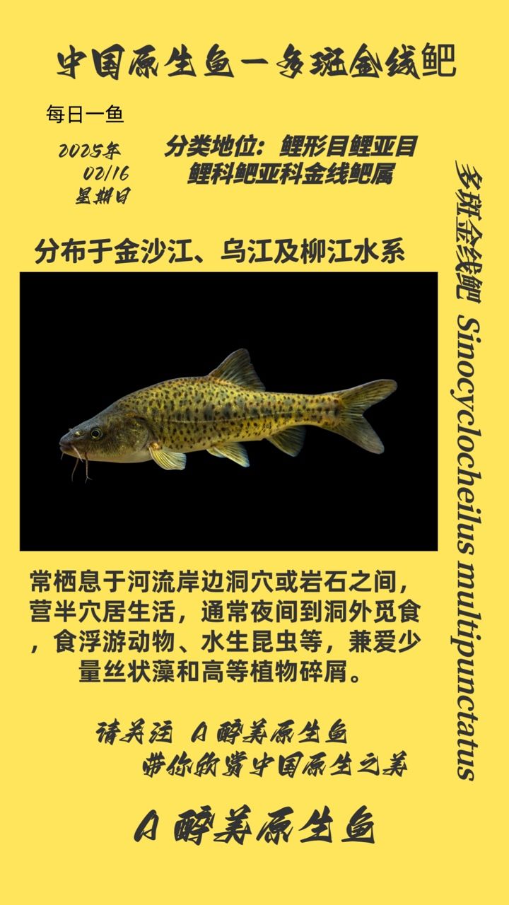 多斑金線鲃