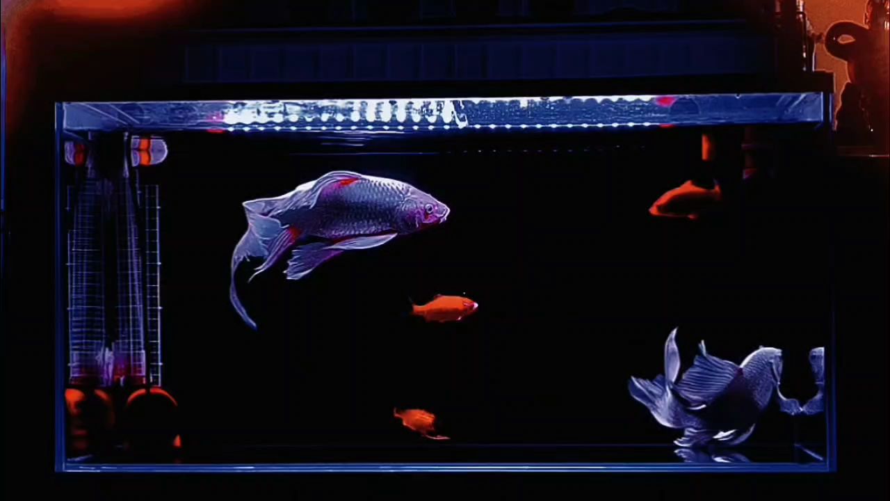 虎紋恐龍魚的飼養方法，虎紋恐龍魚一天吃多少克飼料為宜 虎紋恐龍魚的飼養方法，虎紋恐龍魚一天吃多少克飼料為宜 觀賞魚百科 第1張