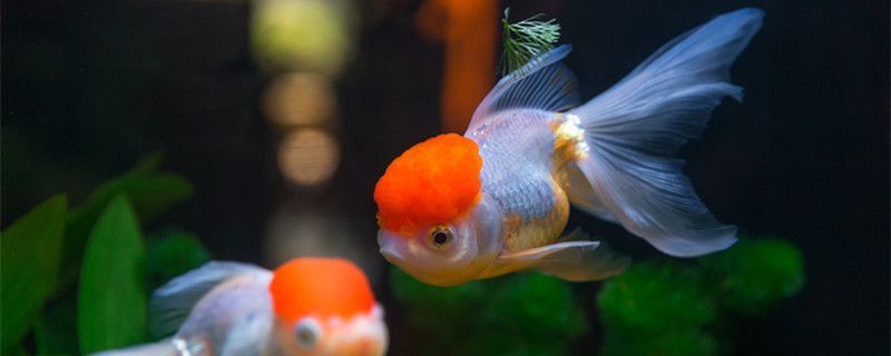 龍鳳錦鯉不能隨便養(yǎng)（龍鳳錦鯉“不能隨便養(yǎng)”的核心原因及注意事項及注意事項）