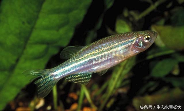 有沒有金龍魚賣的：探尋，有沒有金龍魚賣
