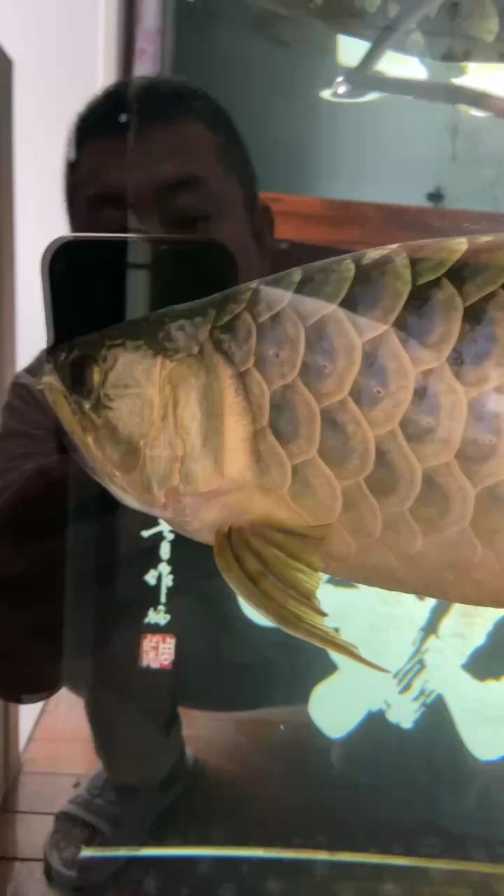 含卵 第四天 卵已經(jīng)由開始的黃色變成橘黃色了