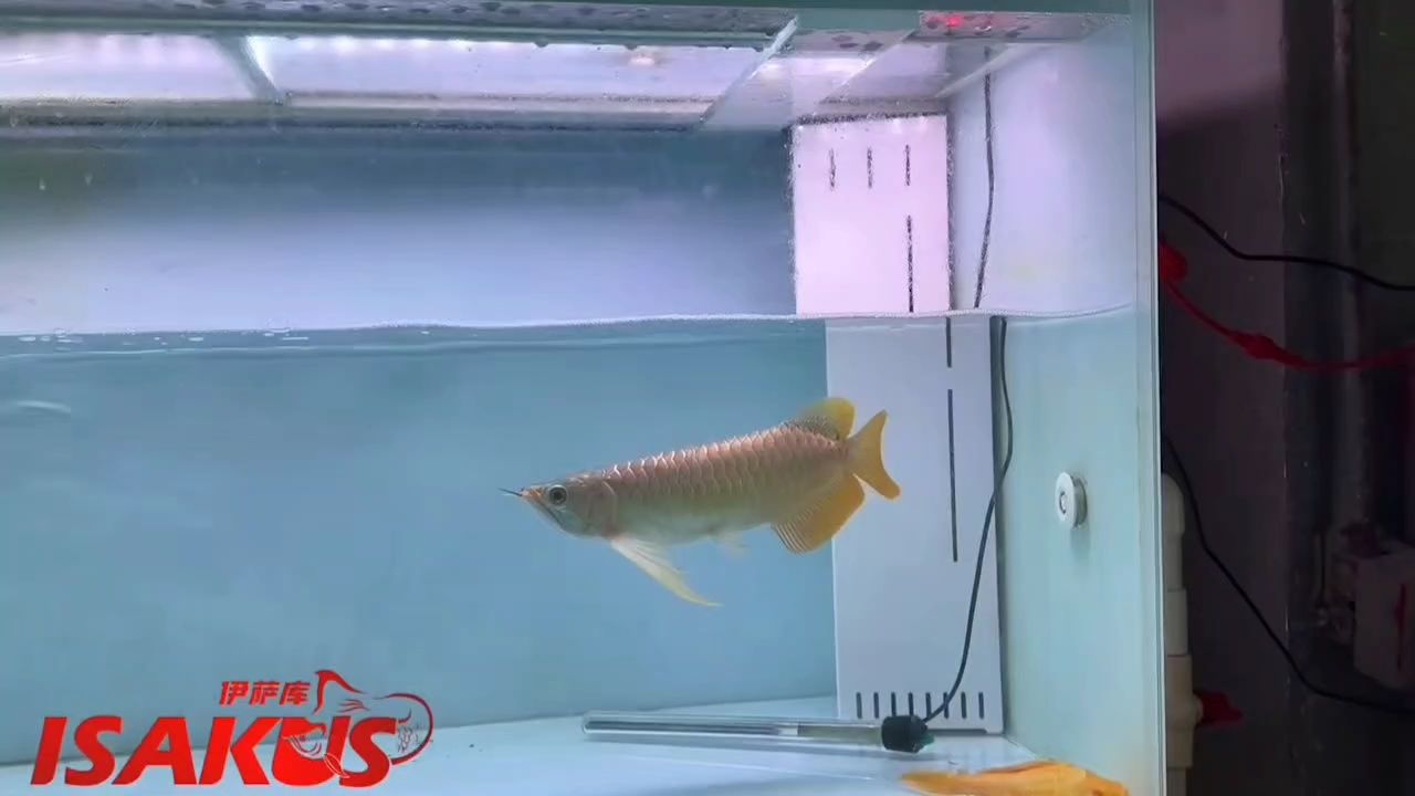 表現力很強的一只紅龍