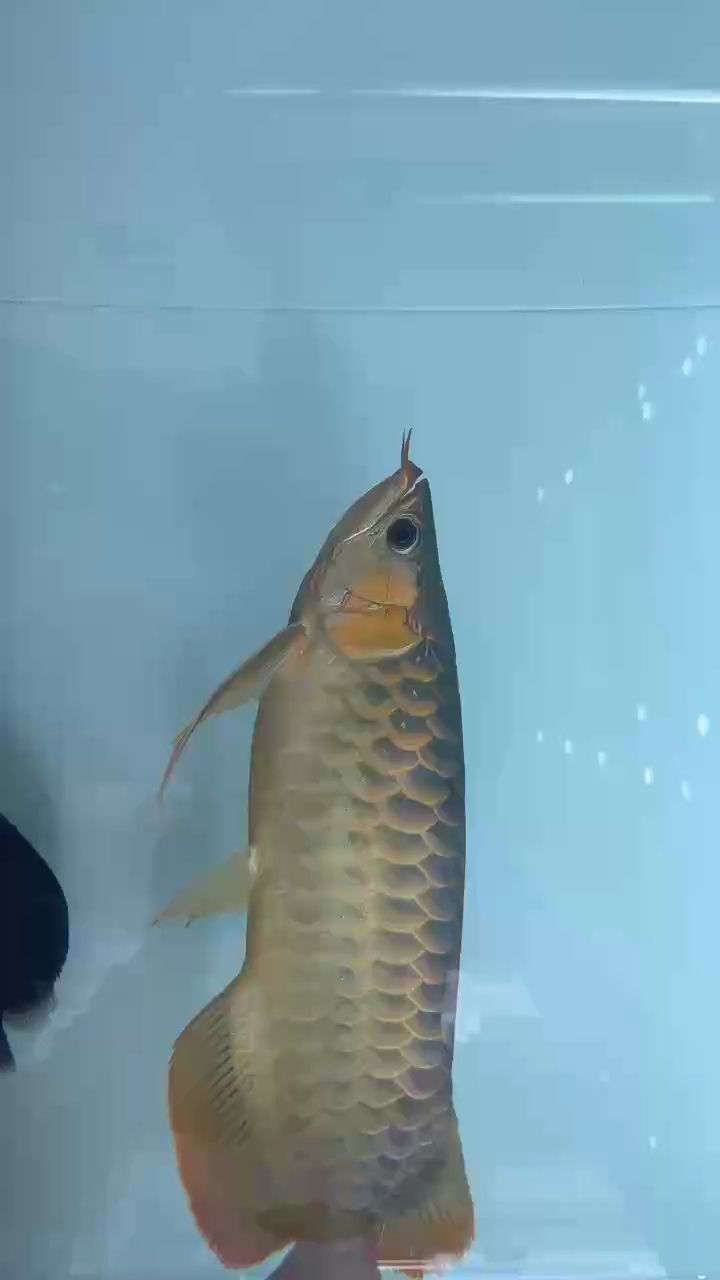 能否提供更多關于玉龍魚的信息，“玉龍1號”養殖技術