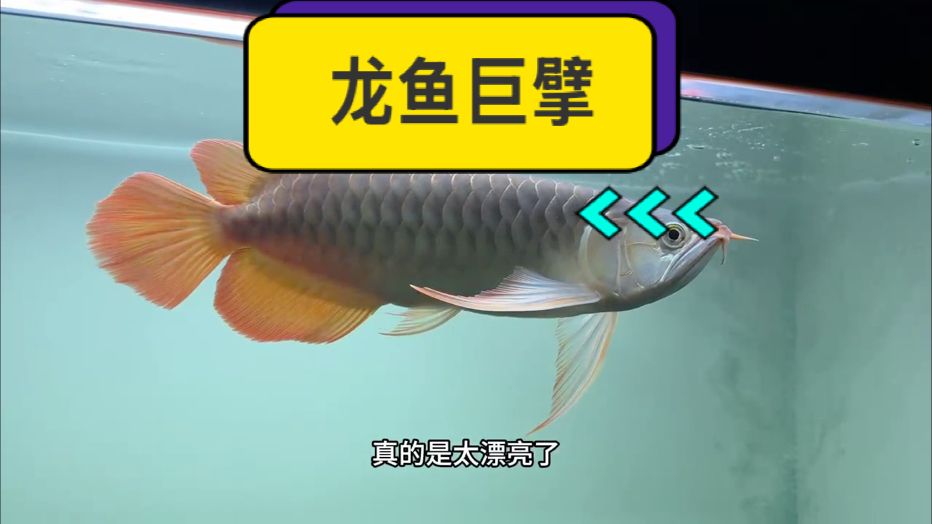 每一次擺尾都盡顯王者風(fēng)范 每一個(gè)眼神都似藏?zé)o盡殺意??