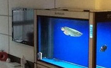 老魚匠氧氣泵拆解（老魚匠氧氣泵拆解視頻）