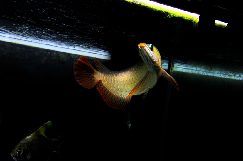 廣州觀賞魚批發市場新龍入缸兩周泗水yuki