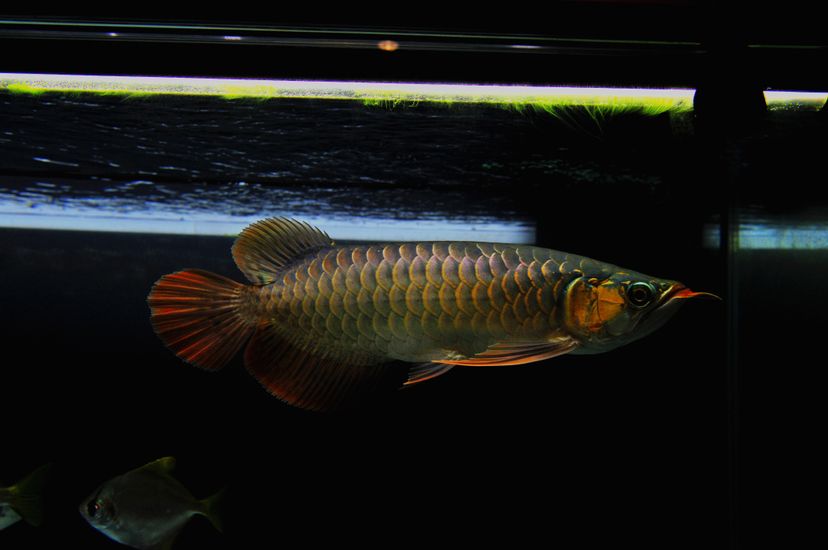 廣州觀賞魚批發市場新龍入缸兩周泗水yuki