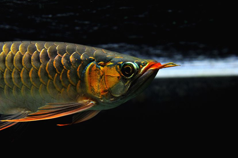 廣州觀賞魚批發市場新龍入缸兩周泗水yuki