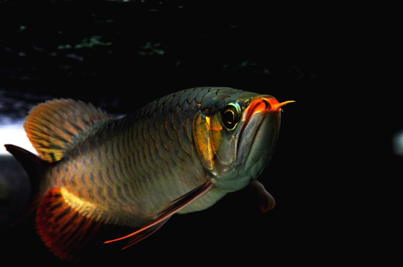 廣州觀賞魚批發(fā)市場(chǎng)新龍入缸兩周泗水yuki 泗水龍魚 第4張 廣州觀賞魚批發(fā)市場(chǎng)新龍入缸兩周泗水yuki 廣州觀賞魚批發(fā)市場(chǎng)新龍入缸兩周泗水yuki 泗水龍魚 第4張