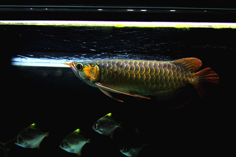 廣州觀賞魚批發(fā)市場(chǎng)新龍入缸兩周泗水yuki 泗水龍魚 第5張 廣州觀賞魚批發(fā)市場(chǎng)新龍入缸兩周泗水yuki 廣州觀賞魚批發(fā)市場(chǎng)新龍入缸兩周泗水yuki 泗水龍魚 第5張