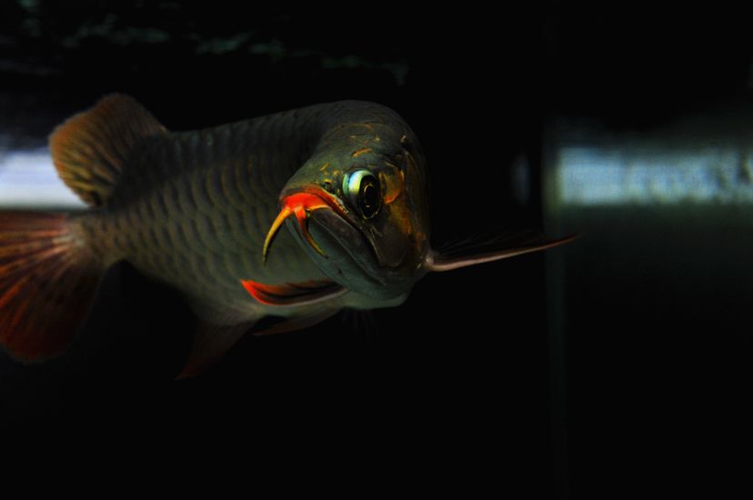 廣州觀賞魚批發(fā)市場(chǎng)新龍入缸兩周泗水yuki 泗水龍魚 第6張 廣州觀賞魚批發(fā)市場(chǎng)新龍入缸兩周泗水yuki 廣州觀賞魚批發(fā)市場(chǎng)新龍入缸兩周泗水yuki 泗水龍魚 第6張