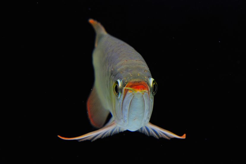 廣州觀賞魚批發(fā)市場(chǎng)新龍入缸兩周泗水yuki 泗水龍魚 第7張 廣州觀賞魚批發(fā)市場(chǎng)新龍入缸兩周泗水yuki 廣州觀賞魚批發(fā)市場(chǎng)新龍入缸兩周泗水yuki 泗水龍魚 第7張