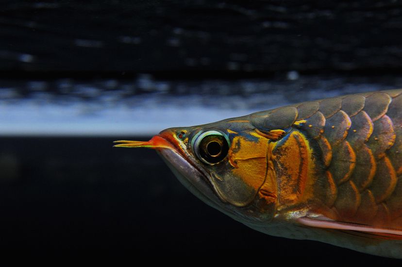 廣州觀賞魚批發(fā)市場(chǎng)新龍入缸兩周泗水yuki 泗水龍魚 第8張 廣州觀賞魚批發(fā)市場(chǎng)新龍入缸兩周泗水yuki 廣州觀賞魚批發(fā)市場(chǎng)新龍入缸兩周泗水yuki 泗水龍魚 第8張