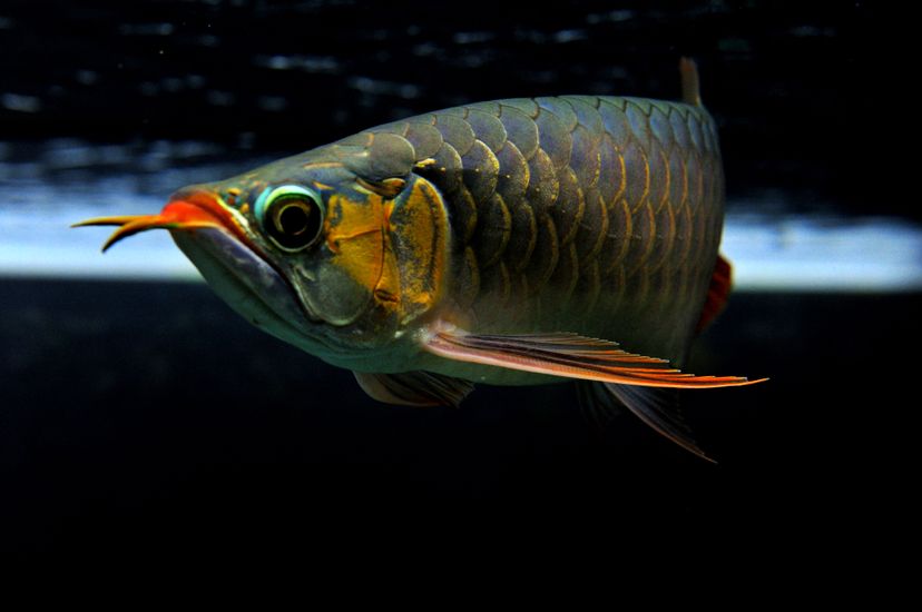 廣州觀賞魚批發(fā)市場(chǎng)新龍入缸兩周泗水yuki 泗水龍魚 第9張 廣州觀賞魚批發(fā)市場(chǎng)新龍入缸兩周泗水yuki 廣州觀賞魚批發(fā)市場(chǎng)新龍入缸兩周泗水yuki 泗水龍魚 第9張