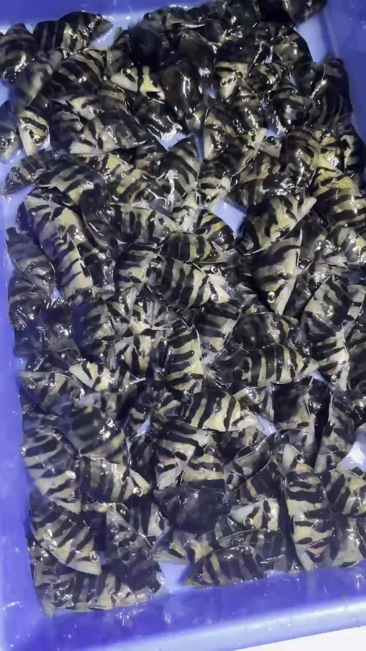 兩位數的練手虎。