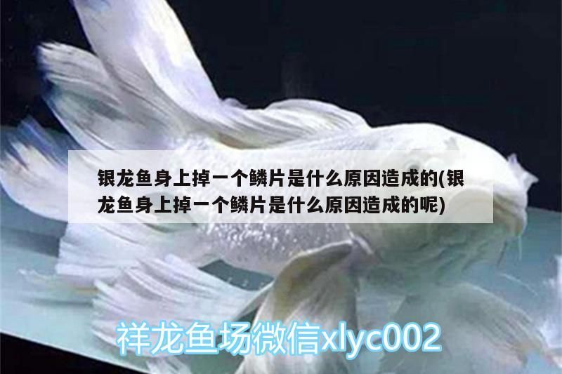 銀龍魚身上掉一個鱗片是什么原因造成的(銀龍魚身上掉一個鱗片是什么原因造成的呢)