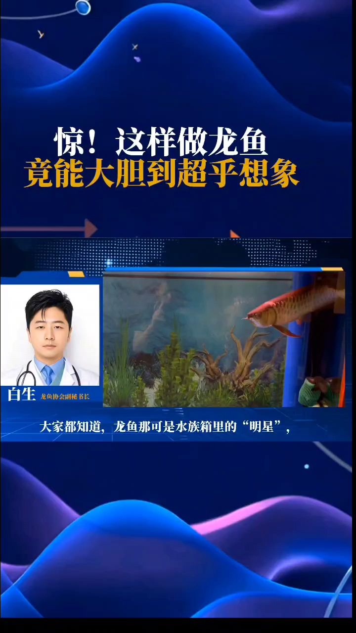 驚！這樣做，龍魚竟能大膽到超乎想象