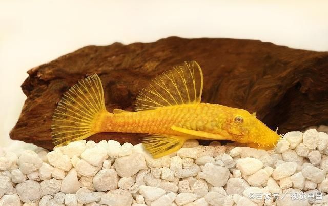 元寶鳳凰魚混養適宜伴侶選擇：元寶鳳凰魚混養水質要求