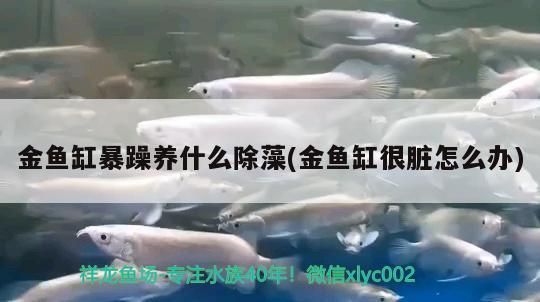 金魚缸暴躁養什么除藻(金魚缸很臟怎么辦)