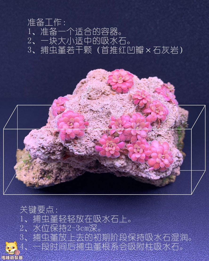 “捕蟲堇+盆+石”即可擁有一個精美桌面景 “捕蟲堇+盆+石”即可擁有一個精美桌面景 龍魚論壇 第1張