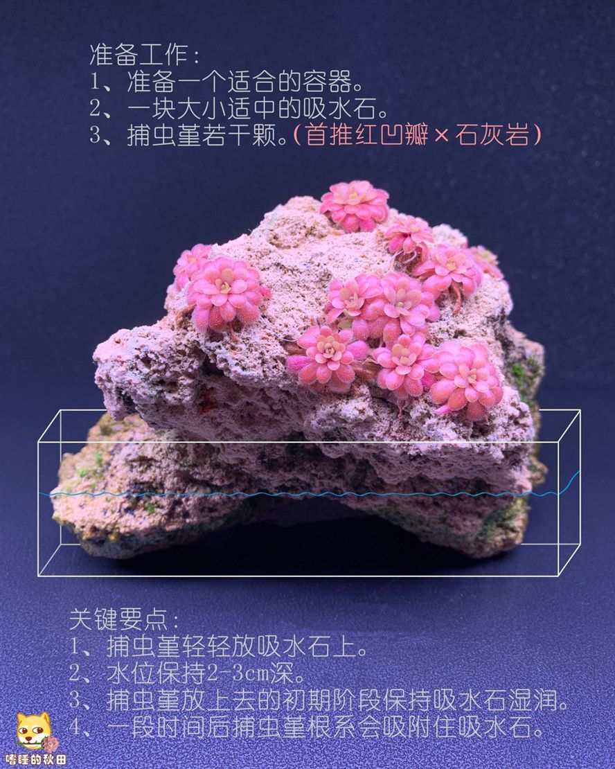 “捕蟲堇+盆+石”即可擁有一個精美桌面景 “捕蟲堇+盆+石”即可擁有一個精美桌面景 龍魚論壇 第5張