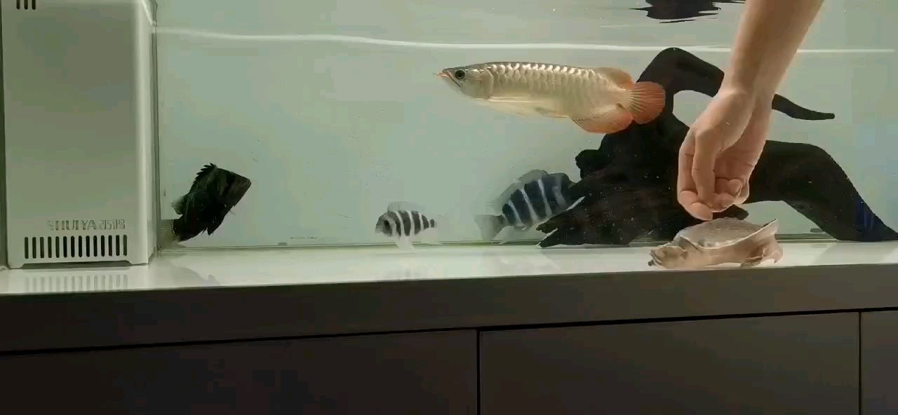 詳細閱讀:喂魚———享受生活 喂魚———享受生活