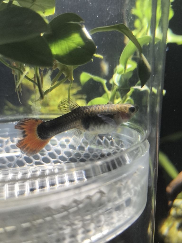 是懷孕了嗎？