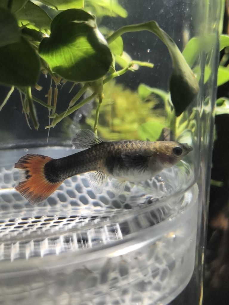 是懷孕了嗎？