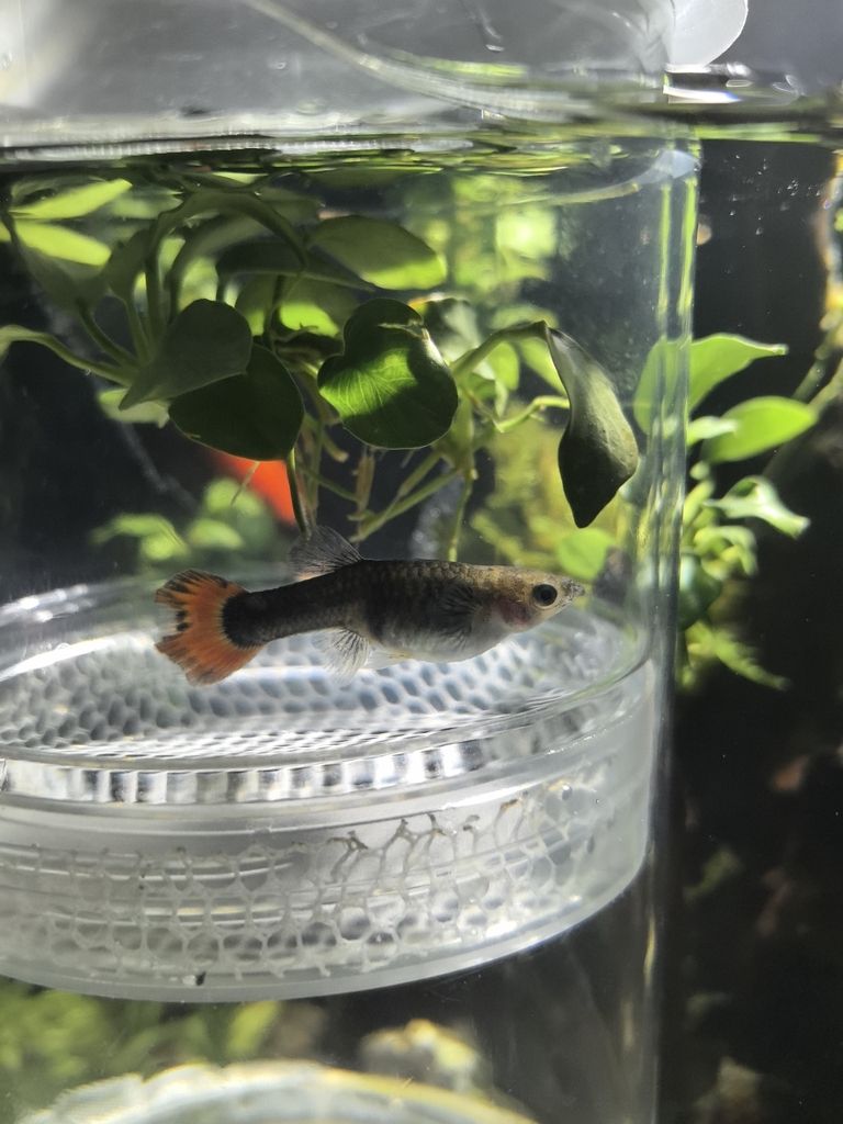 是懷孕了嗎？