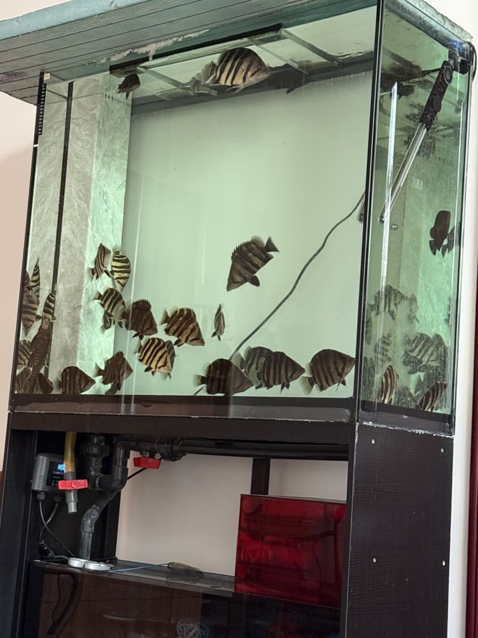 小虎??，蘇虎印尼虎，孟加拉虎，15-25公分