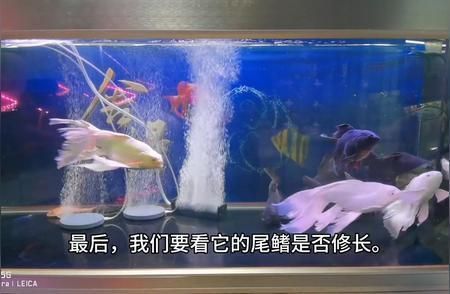 蝴蝶鯉幼苗挑選要點（蝴蝶鯉幼苗如何挑選）