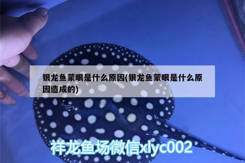 銀龍魚蒙眼是什么原因(銀龍魚蒙眼是什么原因造成的)