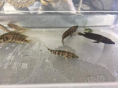 有黑色龍魚嗎視頻大全圖片：探尋神秘的有黑色龍魚嗎？視頻大全背后的龍魚世界