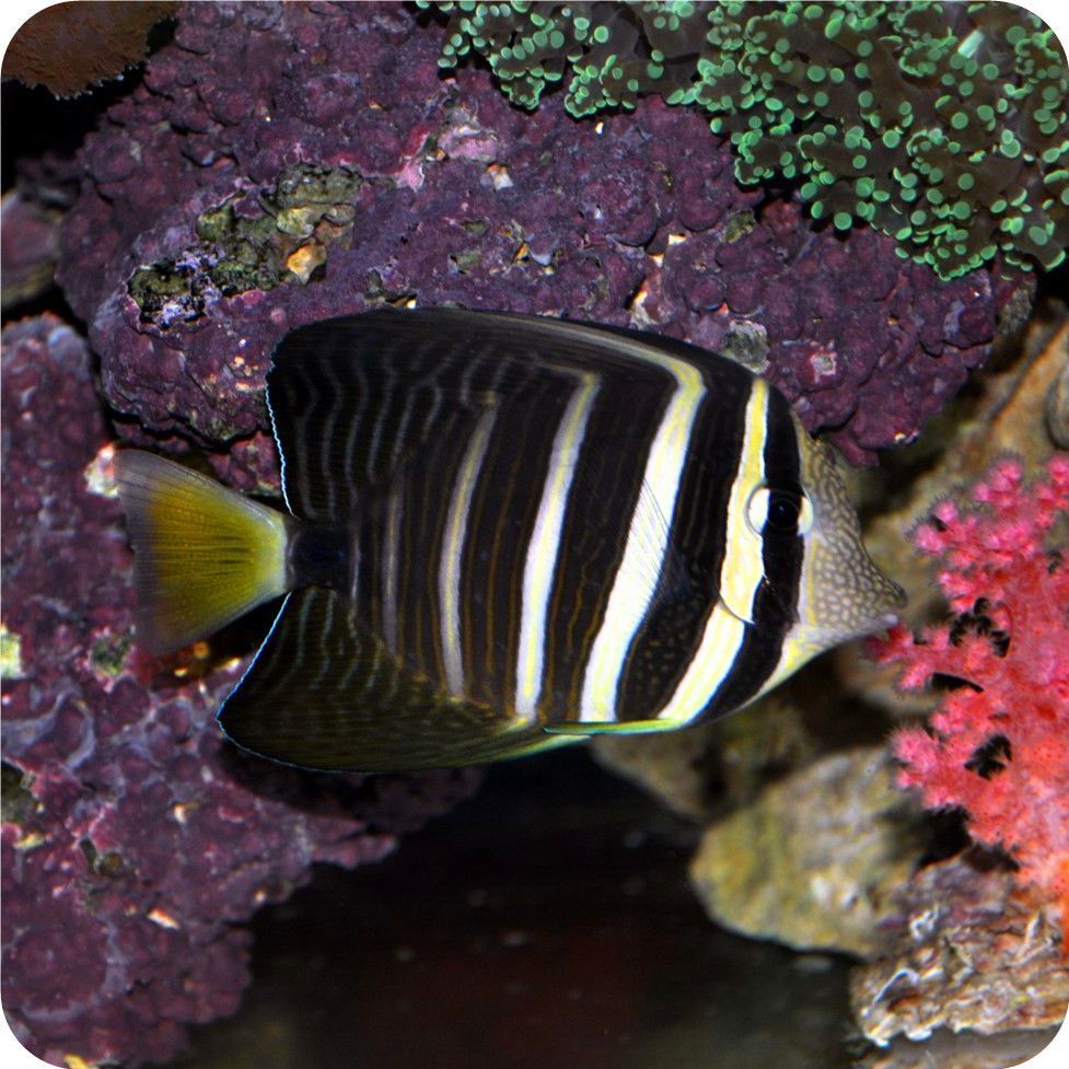 海魚活體 觀賞魚有哪些（常見海水觀賞魚種類介紹）