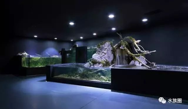 水族館內巖石造景建議（水族箱巖石造景案例分享：水族箱巖石造景風水講究）