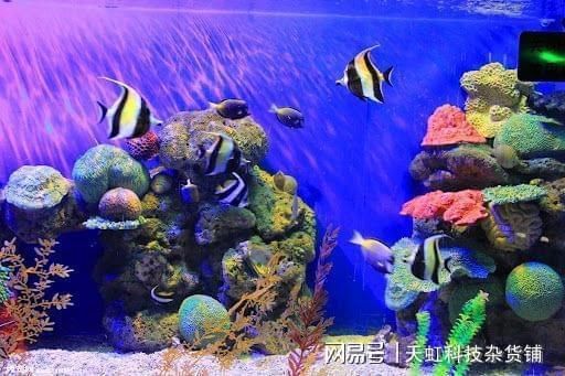 水族館內巖石造景建議（水族箱巖石造景案例分享：水族箱巖石造景風水講究）