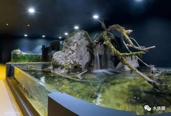 水族館內巖石造景建議（水族箱巖石造景案例分享：水族箱巖石造景風水講究）