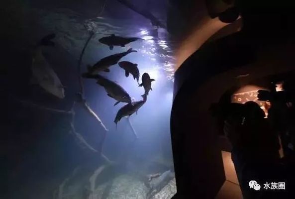 水族館內巖石造景建議（水族箱巖石造景案例分享：水族箱巖石造景風水講究）