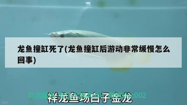 龍魚瘋狂撞缸死了vs祥龍魚場：祥龍魚場評價查詢：龍魚撞缸死亡原因分析和處理方法