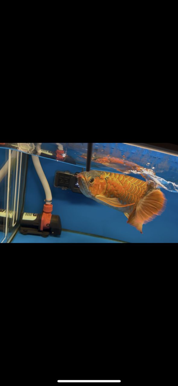 三無產品，可惜長短胡子了 三無產品，可惜長短胡子了 龍魚論壇 第1張