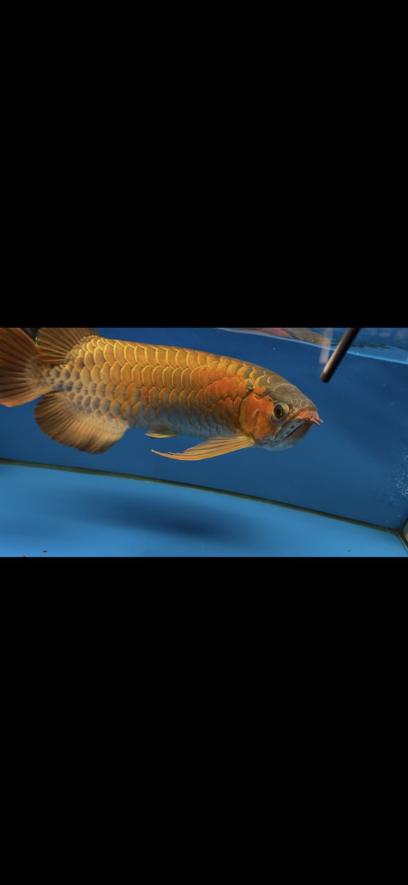 三無產品，可惜長短胡子了 三無產品，可惜長短胡子了 龍魚論壇 第2張