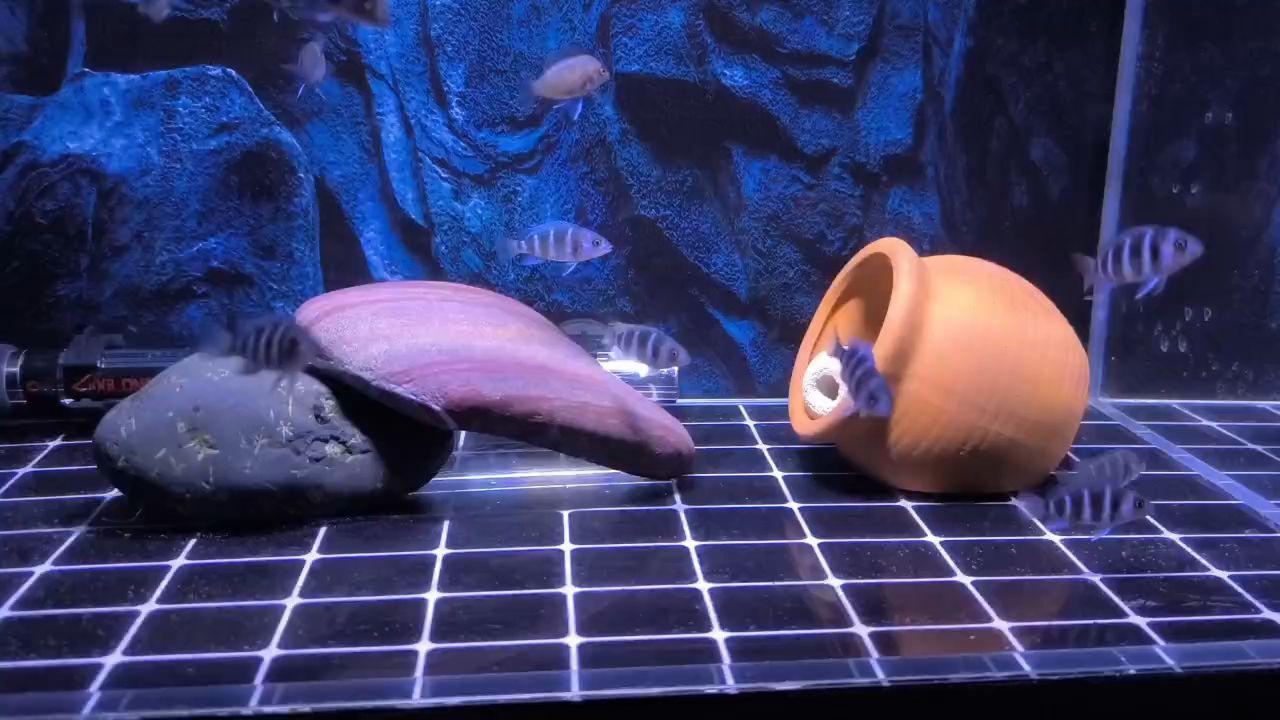 快長大