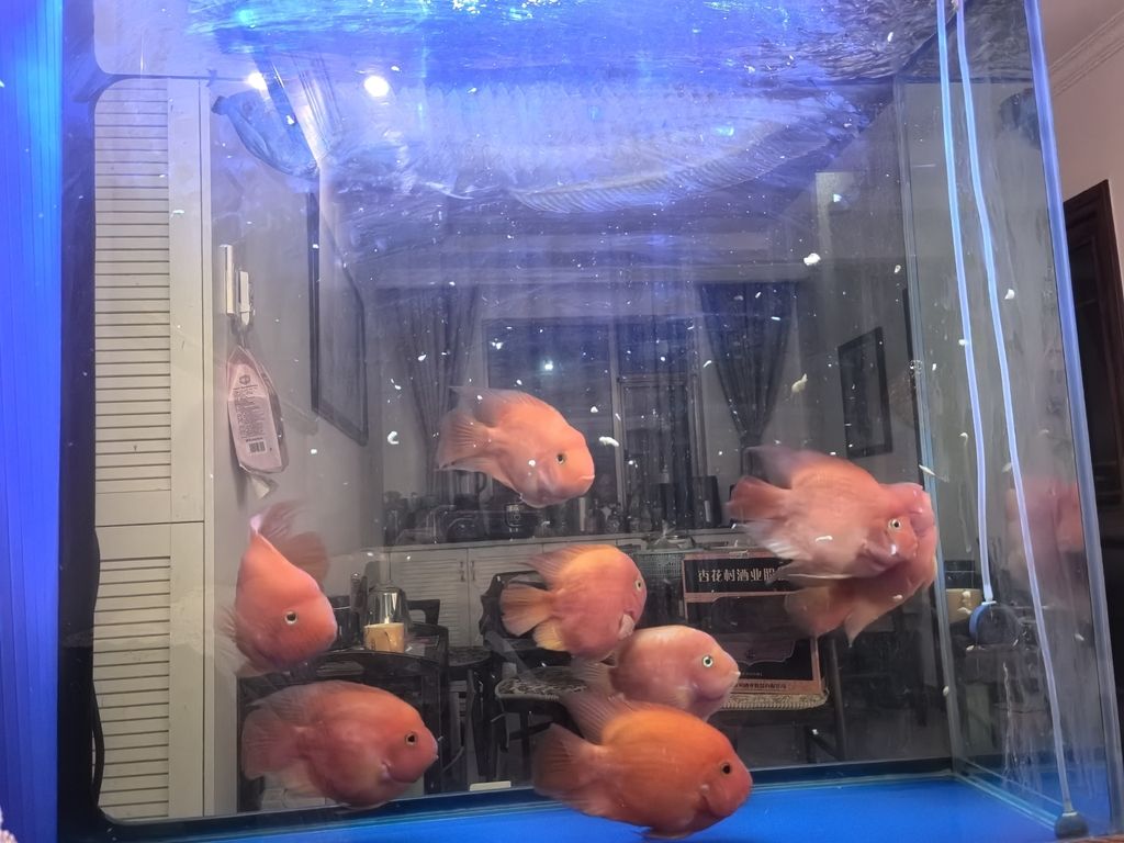 周末喂魚
