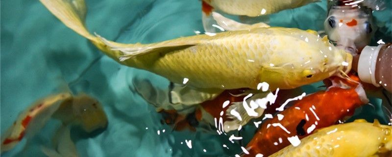 什么觀賞魚壽命長錦鯉能活多少年