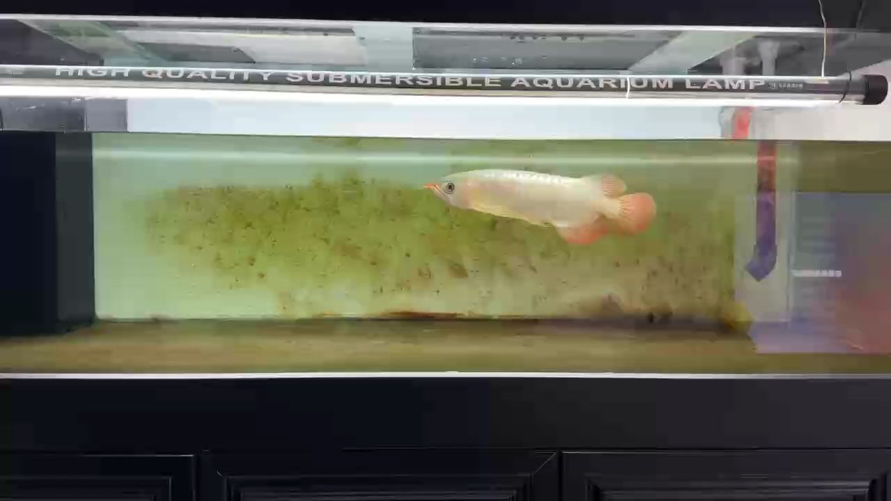 入缸2個半月伊薩庫