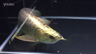 龍魚的飼養要求vs祥龍魚場：祥龍魚場龍魚飼養奧秘