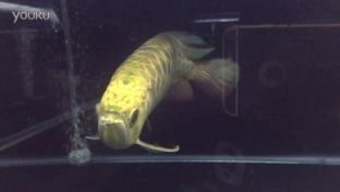 龍魚的飼養要求vs祥龍魚場：祥龍魚場龍魚飼養奧秘